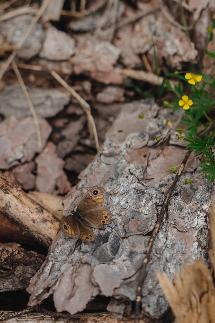 Drei Zinnen wandern Dolomiten